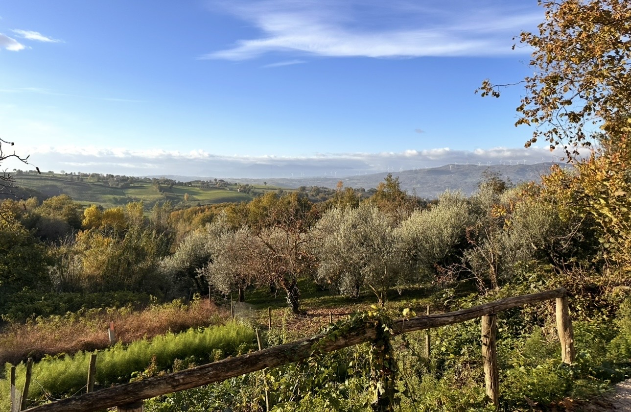 Olive groves and distant hills