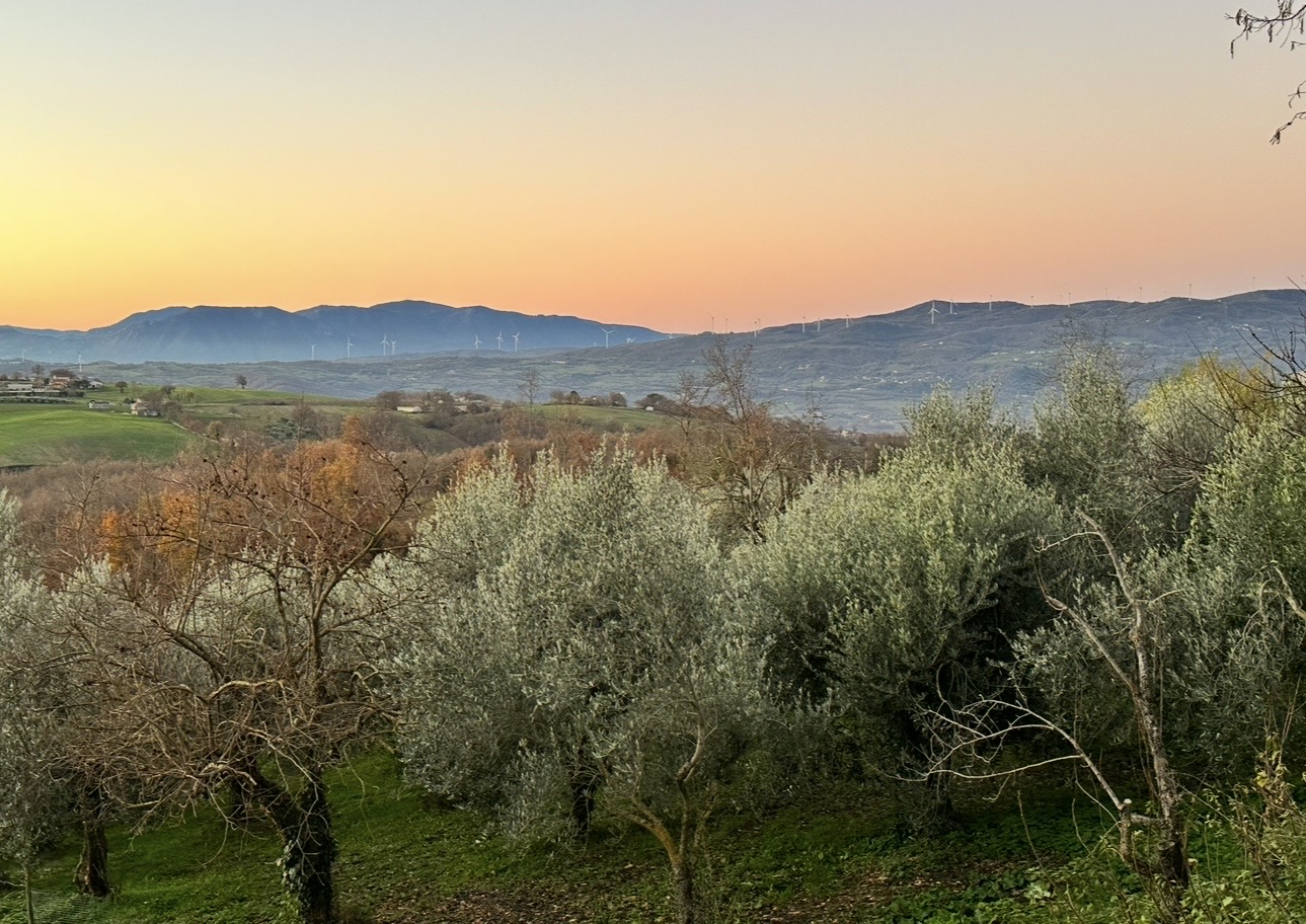 Soft evening light over olive trees
