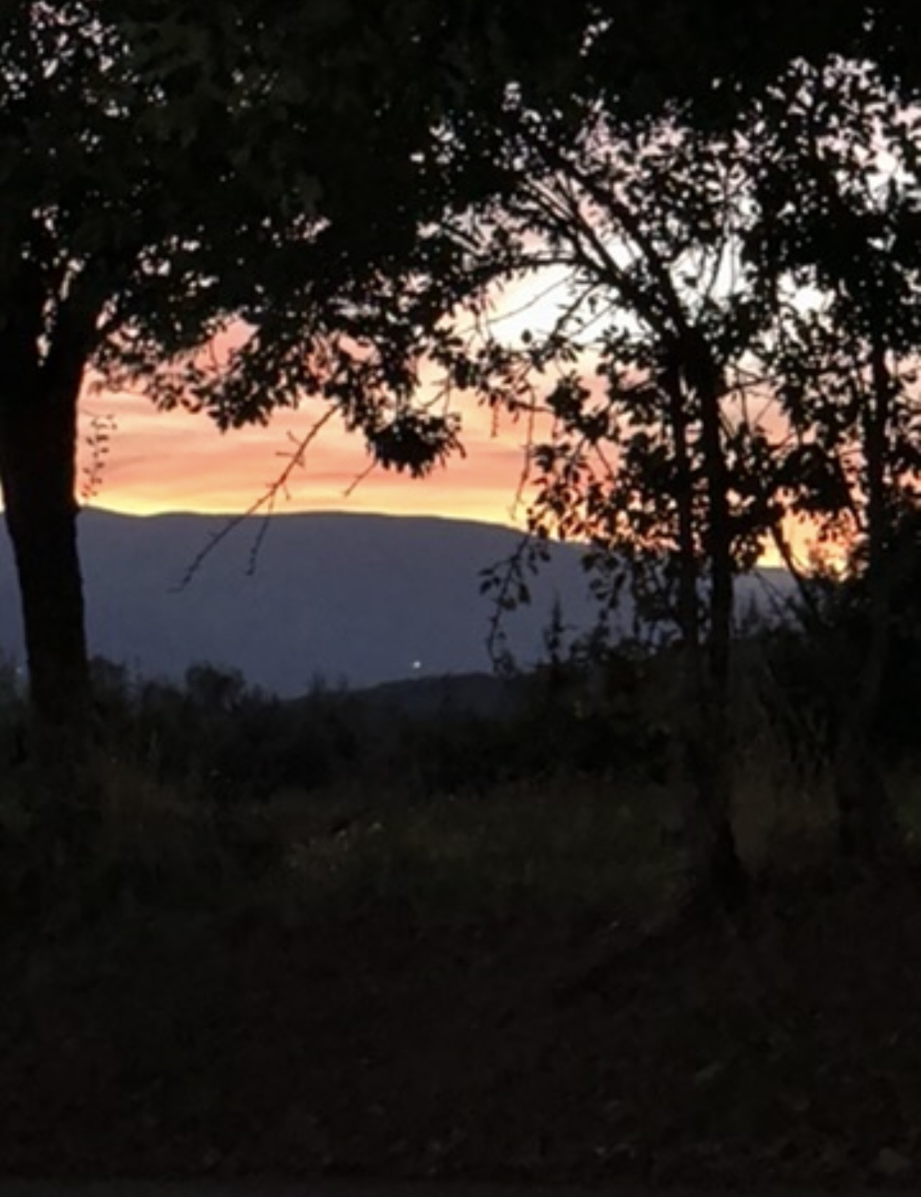 Evening light through the trees