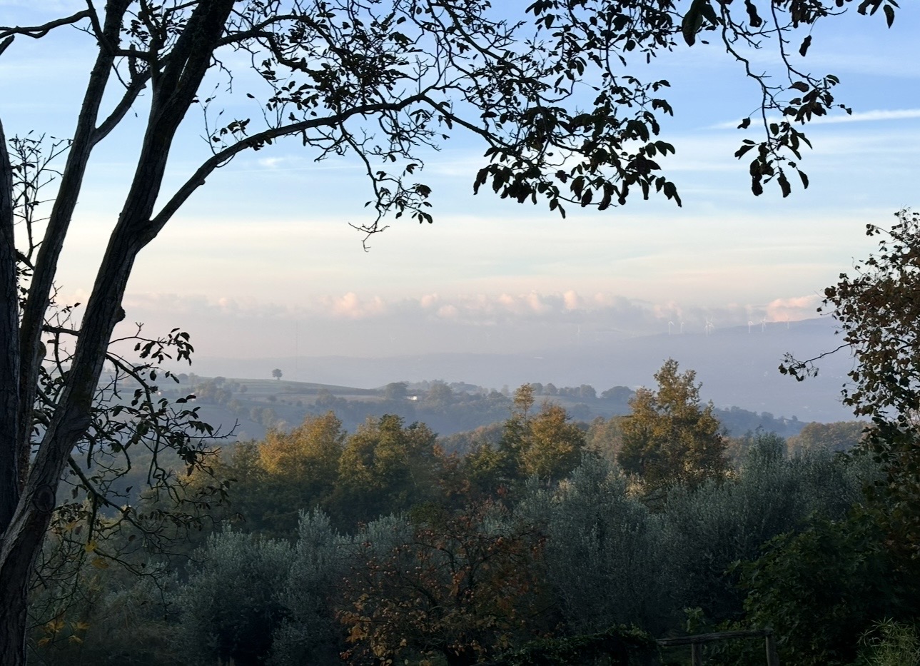 A view framed by branches