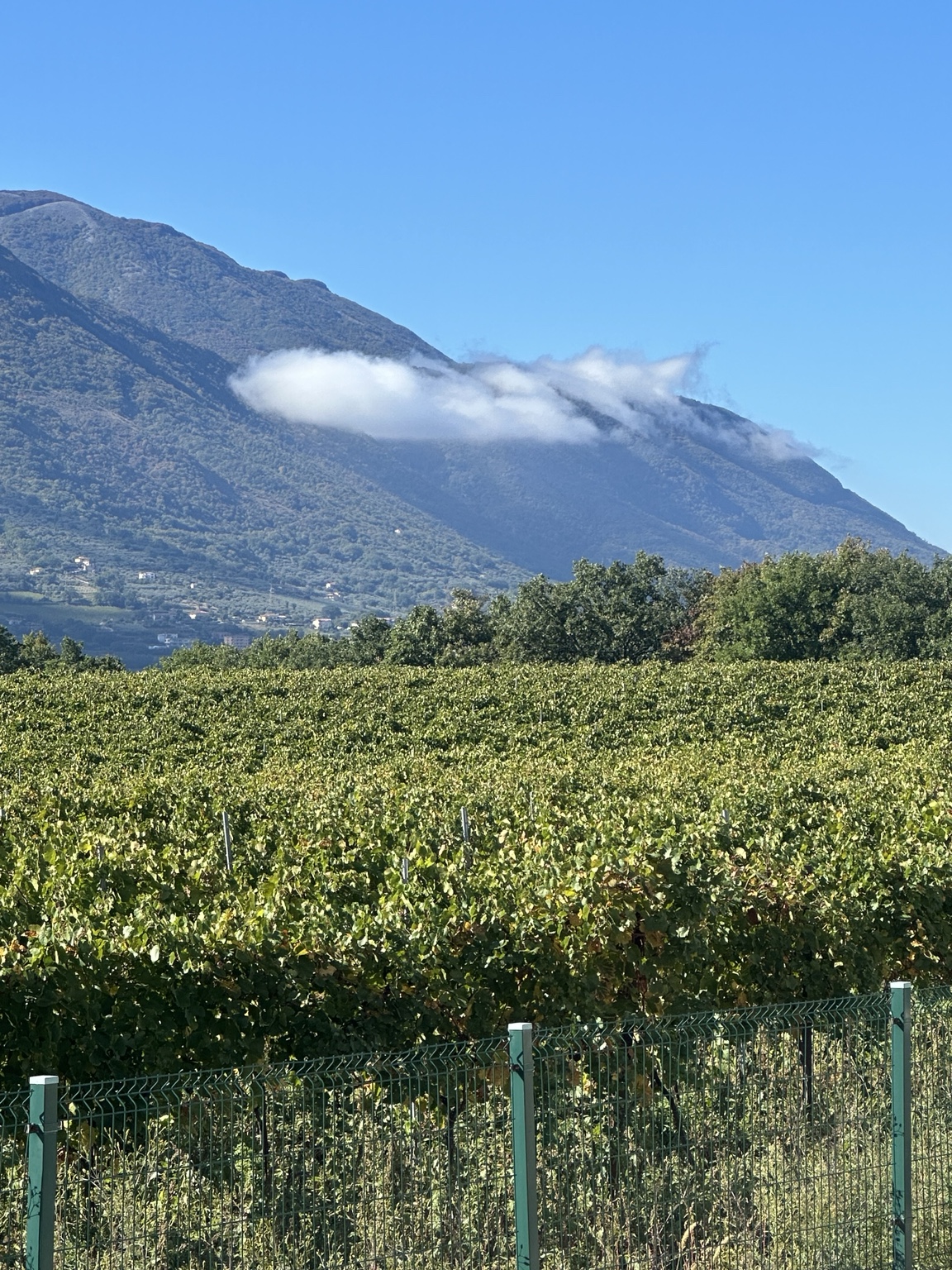 Vineyards below the mountains, with clouds along the slopes